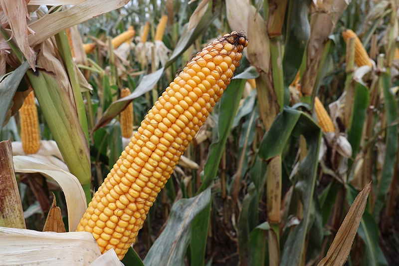 kukurydza na ziarno i grys Noris
