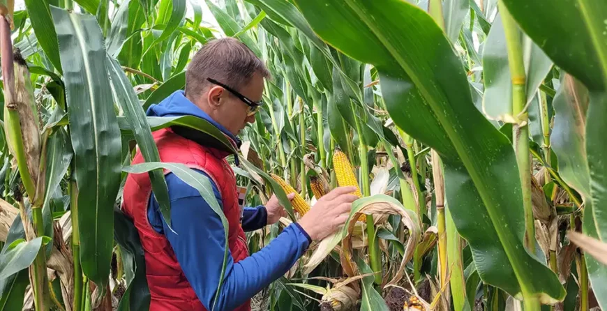 Poletka kukurydzy w COBORU