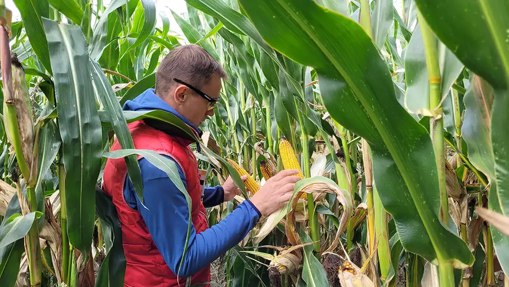 Poletka kukurydzy w COBORU