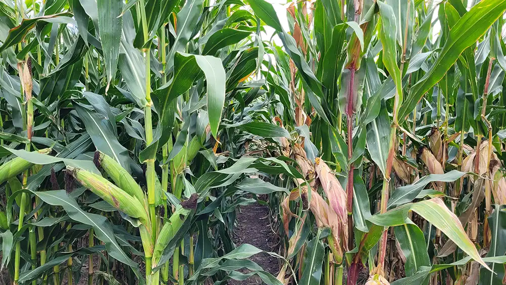 Różnice w liczbie FAO w kukurydzy
