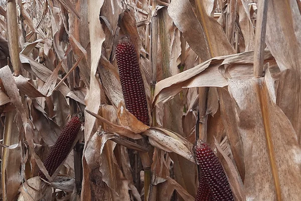 Red One bordowa kukurydza
