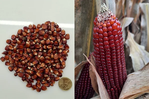 Red One czerwona kukurydza