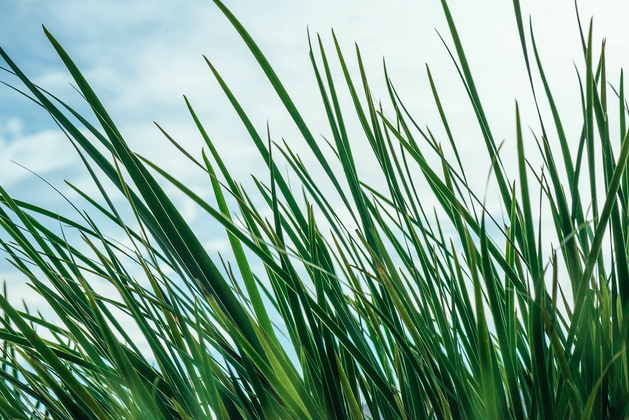 Fast max szybko rosnaca mieszanka traw