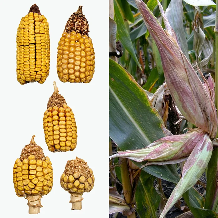 Multiple Ear Syndrome