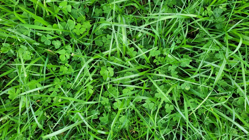 gorzovia max ulepszona mieszanka gorzowska