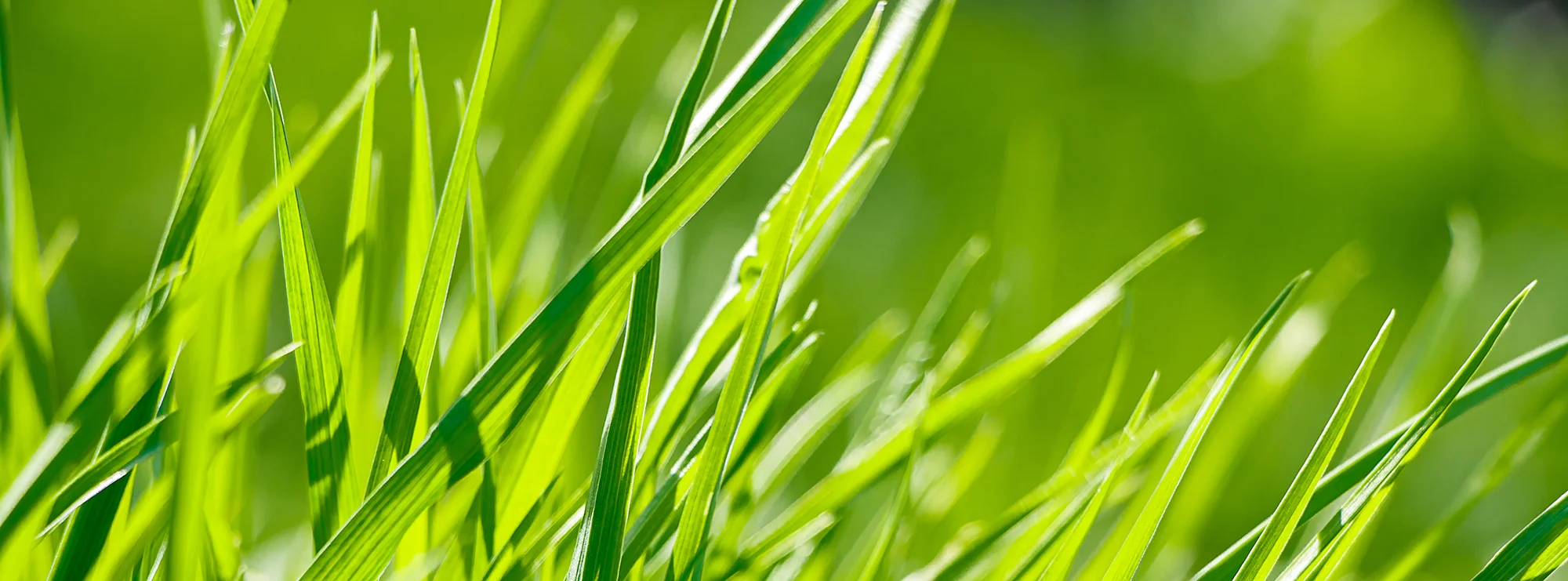 lolium max mieszanka traw festulolium