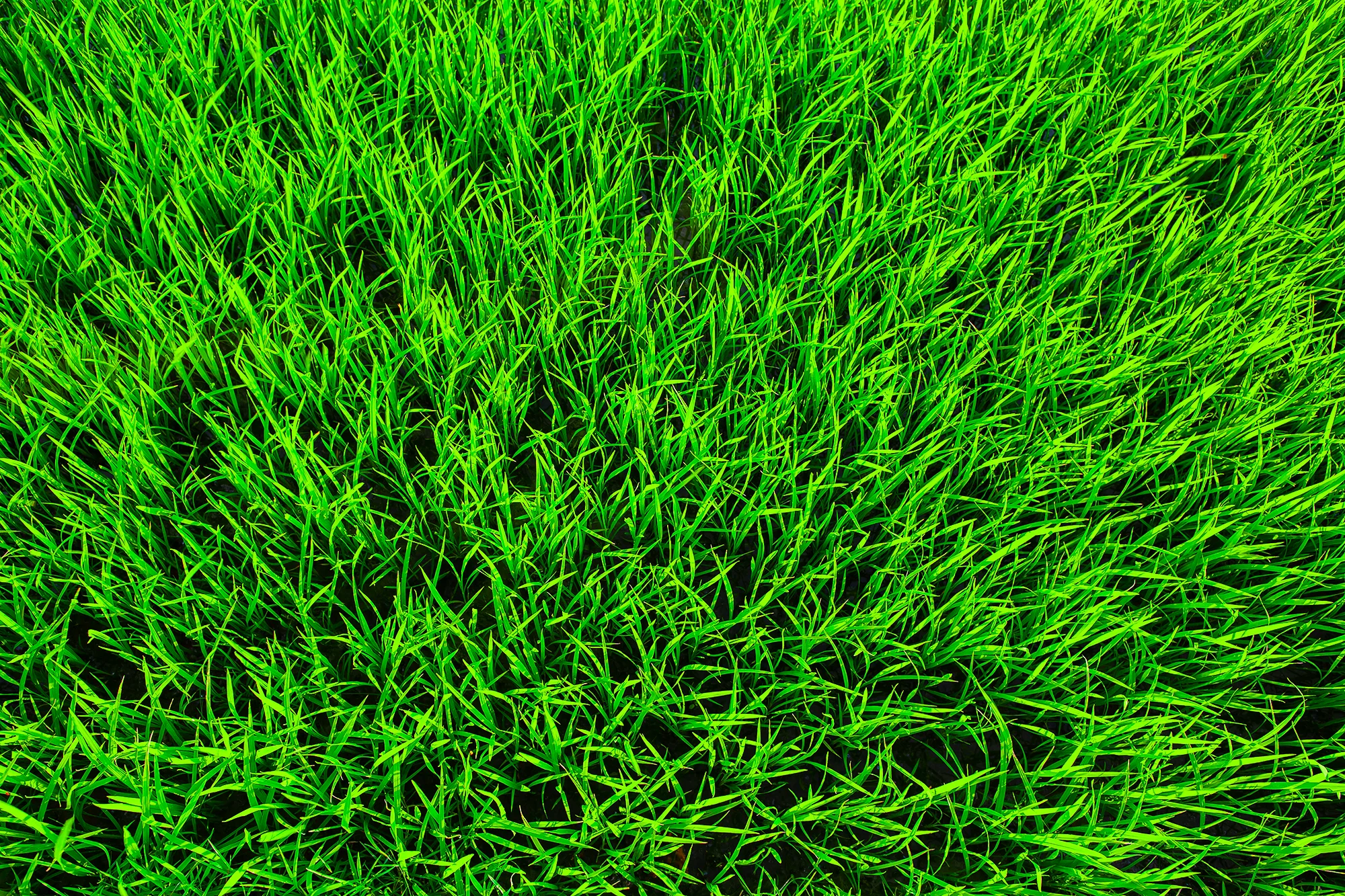 optimum max wieloletnia mieszanka traw