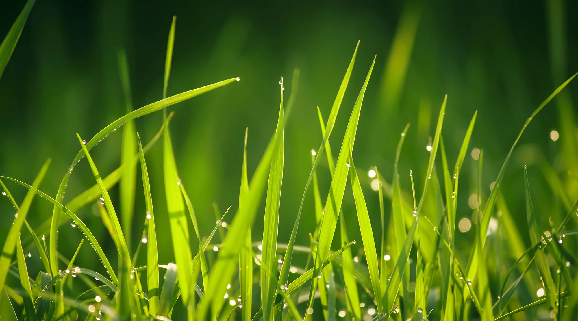 special max dwuletnia mieszanka traw