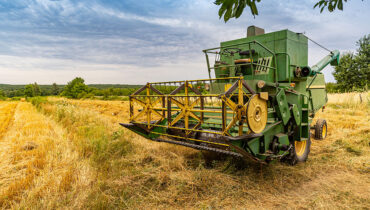 Zbiory pszenicy kombajnem