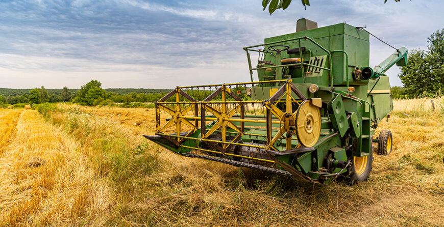 Zbiory pszenicy kombajnem