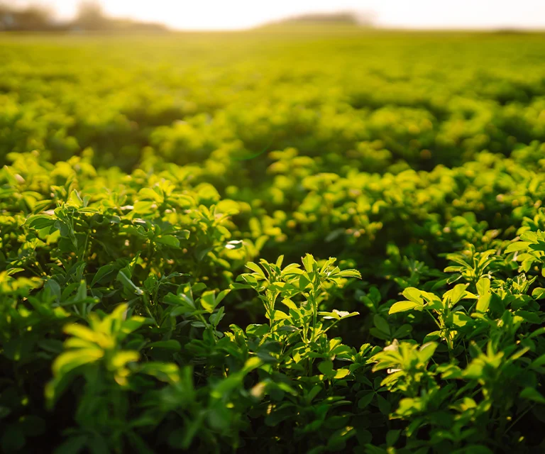 Alfa Max lucerna siewna