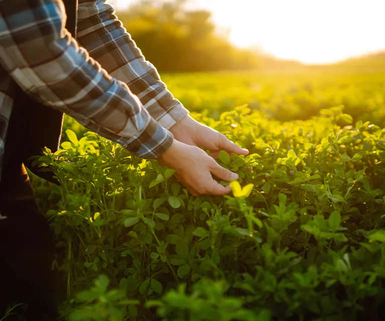 Alfa Max mix lucerny siewnej