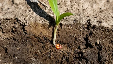 Stożek wzrostu kukurydzy pod powierzchnią gleby