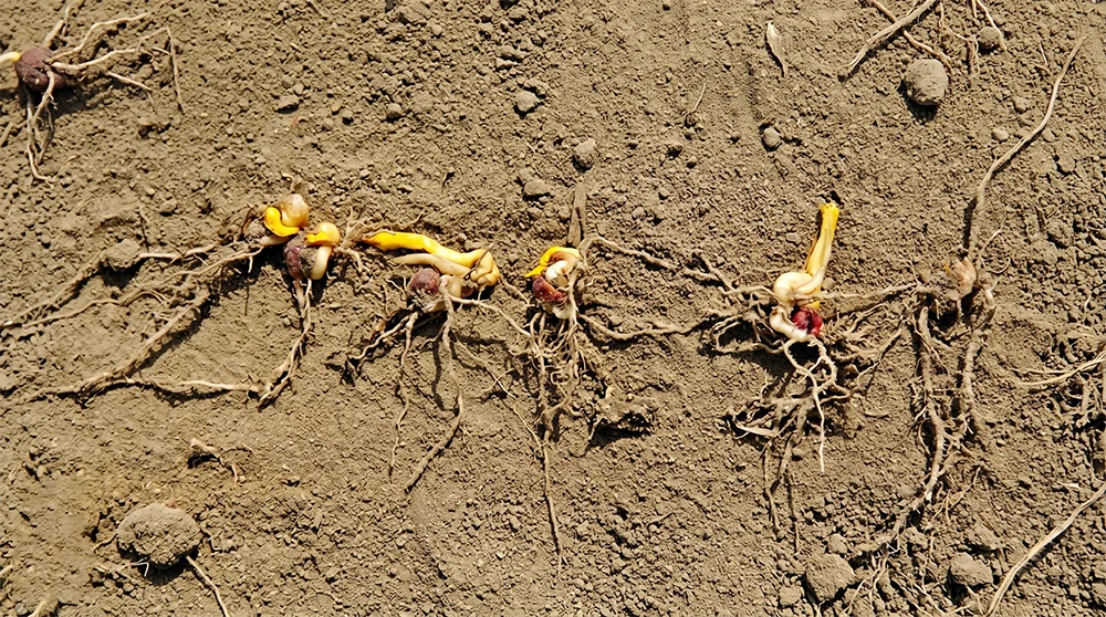 Zdeformowane kiełki kukurydzy na skutek chłodów