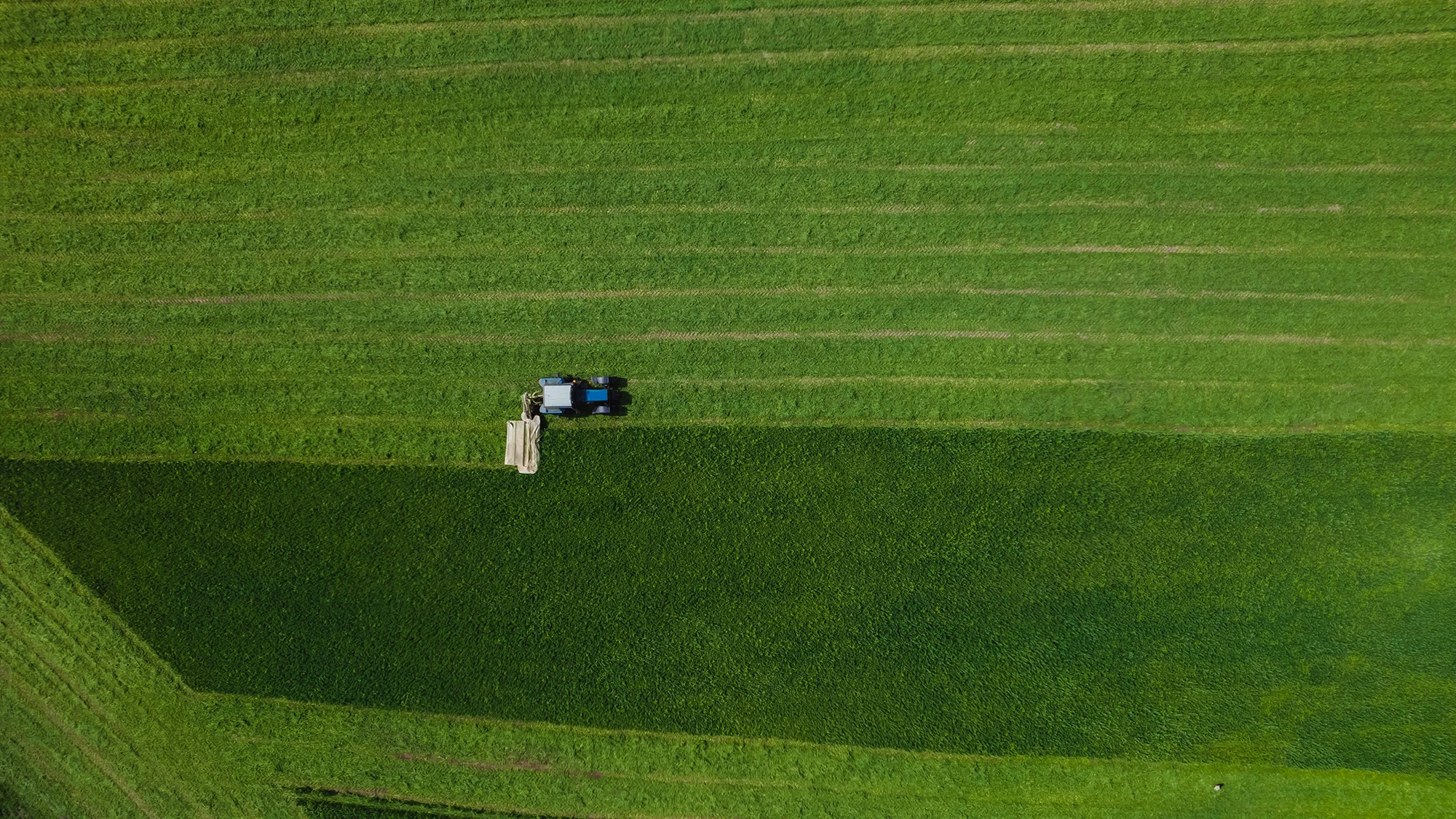 Pokos traw na paszę