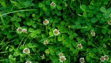 Koniczyna Biała Trifolium repens