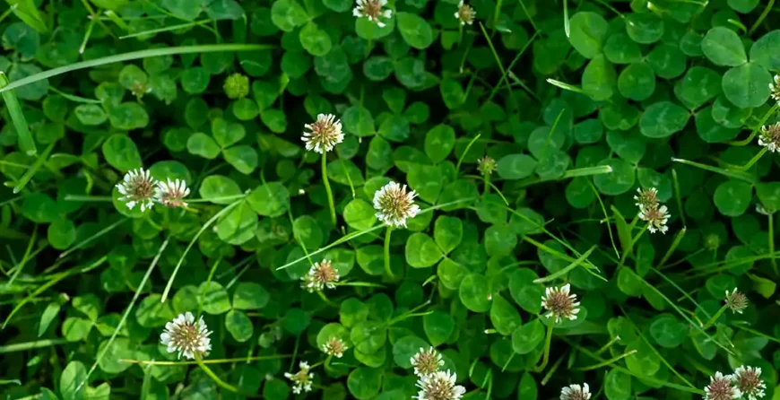 Koniczyna Biała Trifolium repens