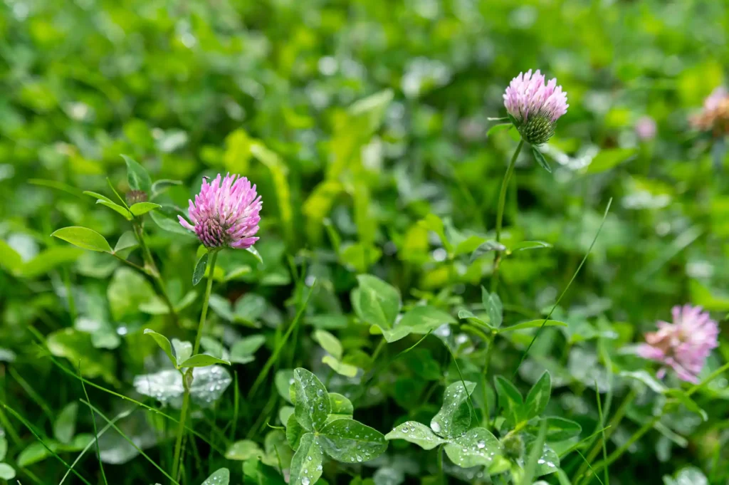Koniczyna Czerwona Trifolium pratense