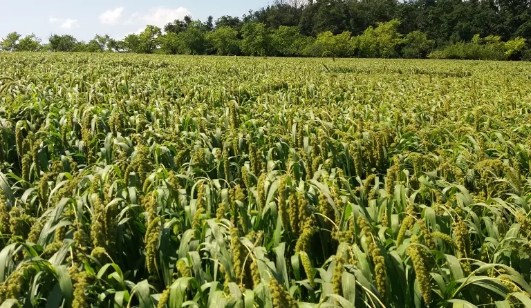 włośnica ber trawa na lekkie gleby