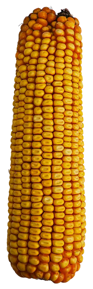 Kolba kukurydzy Cabestro FAO 240-250 - wysokoplonująca kukurydza na ziarno